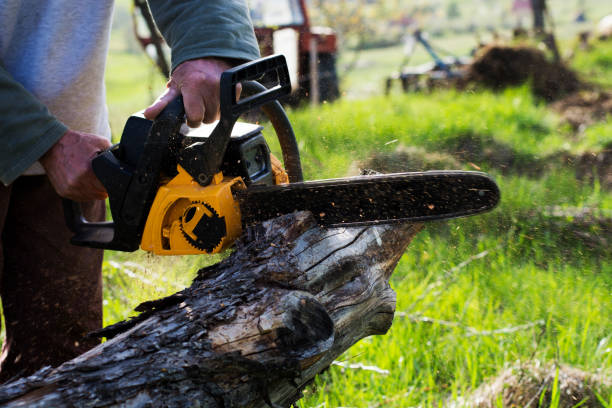 Best Tree Trimming and Pruning  in Maple Glen, PA